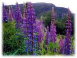 La fragancia de las flores de Noruega